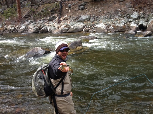 brown trout