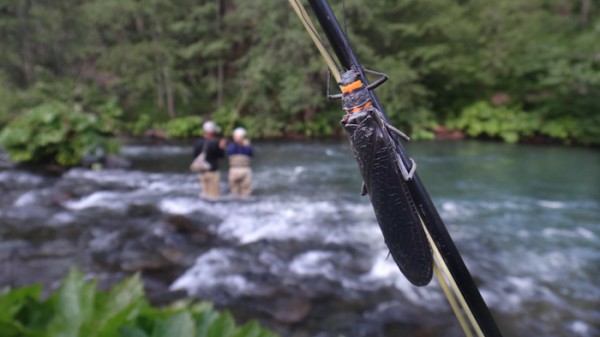 salmon fly