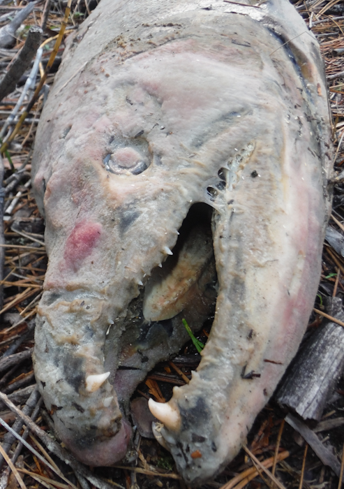 dead salmon