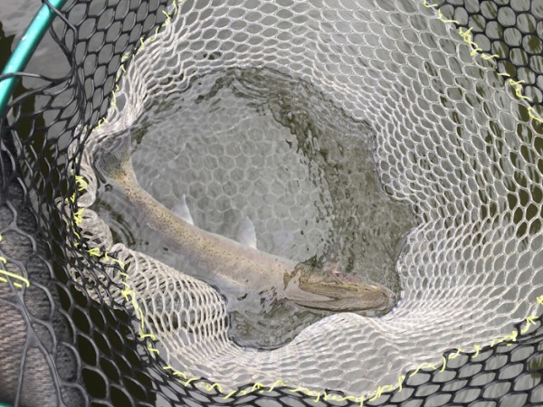 net fish