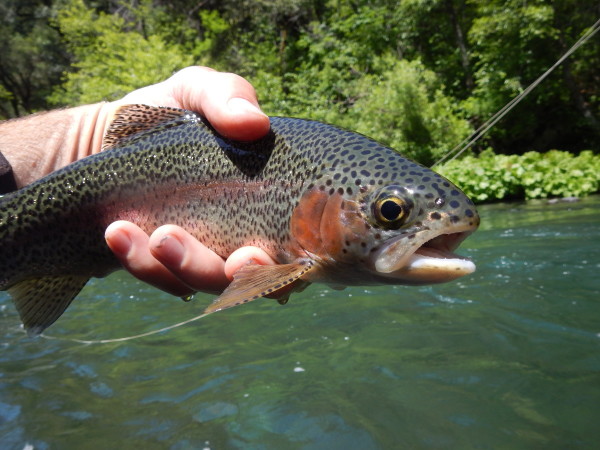  Trout Whisperer Fly Fishing Rainbow brown Trout